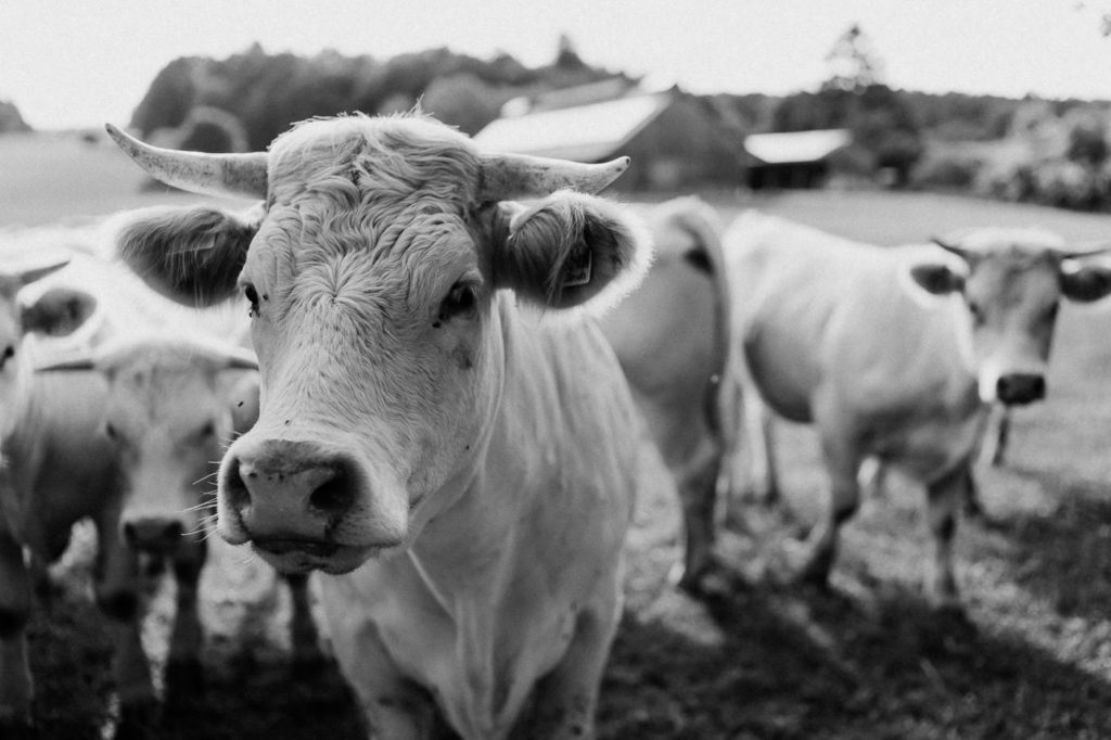hochzeit gut romenthal ammersee
