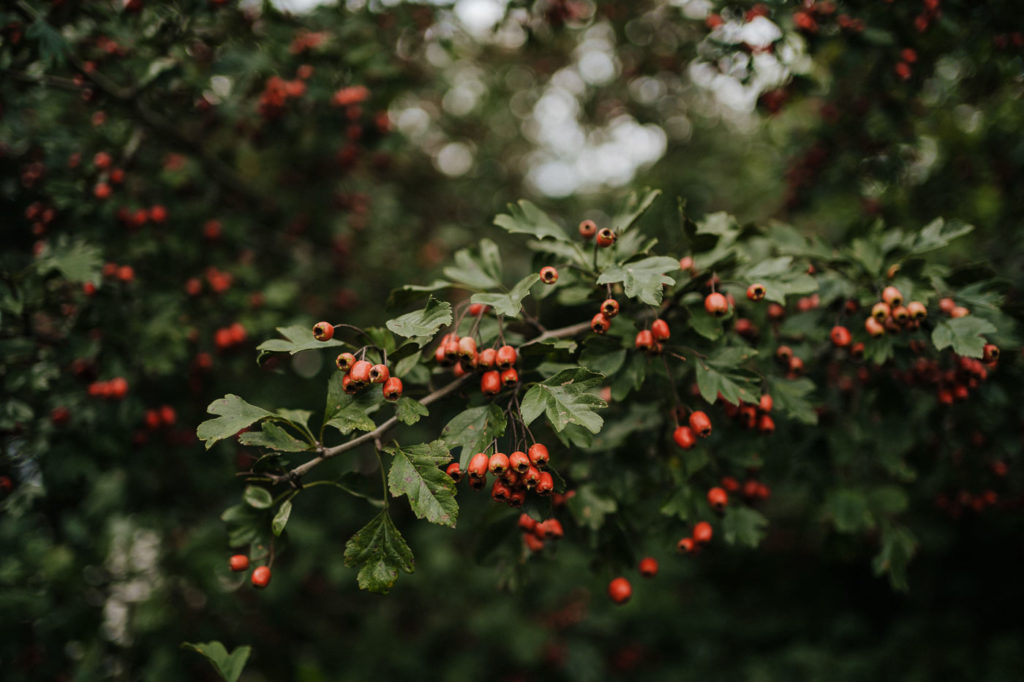 hochzeit im hasenoehrlhof am schliersee